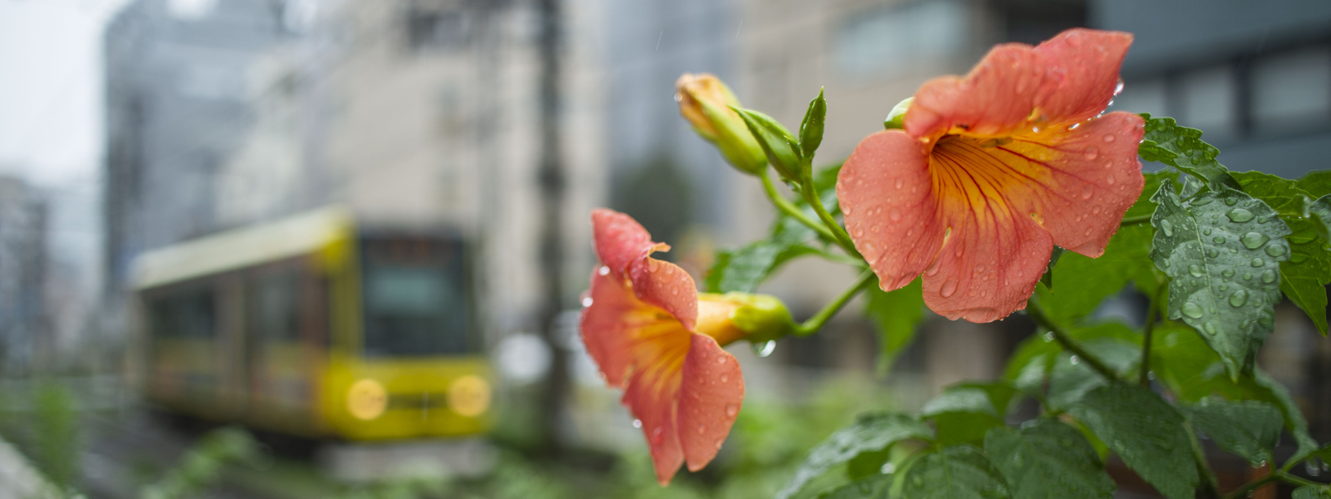 COLOR-SKOPAR 28mm F2.8 Aspherical SL IIs - 株式会社コシナ